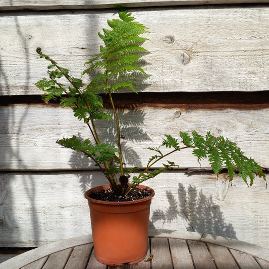 Cyathea medullaris, total 60+ cm, pot 16 cm