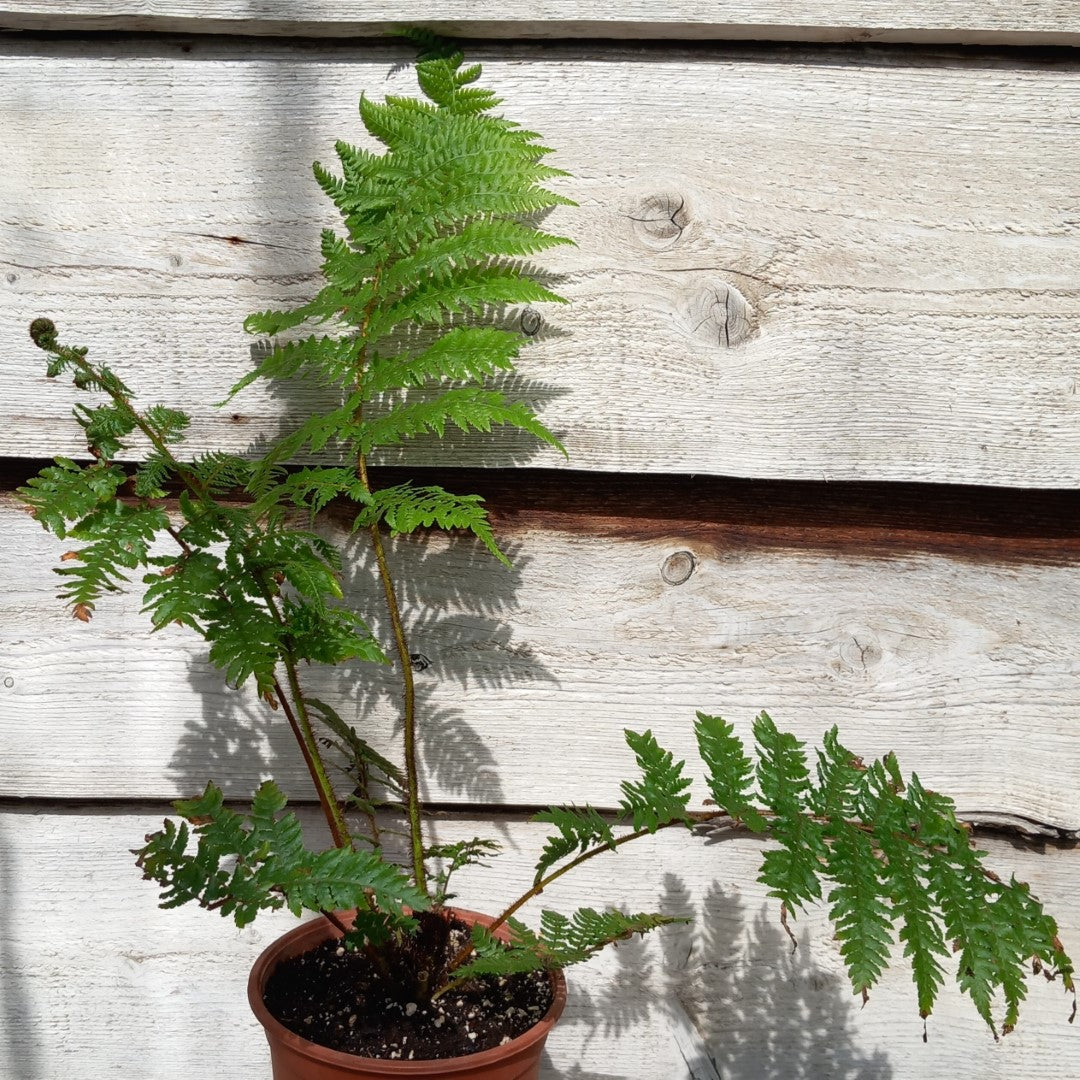 Cyathea medullaris, total 60+ cm, pot 16 cm