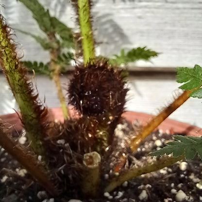Cyathea medullaris, total 60+ cm, pot 16 cm