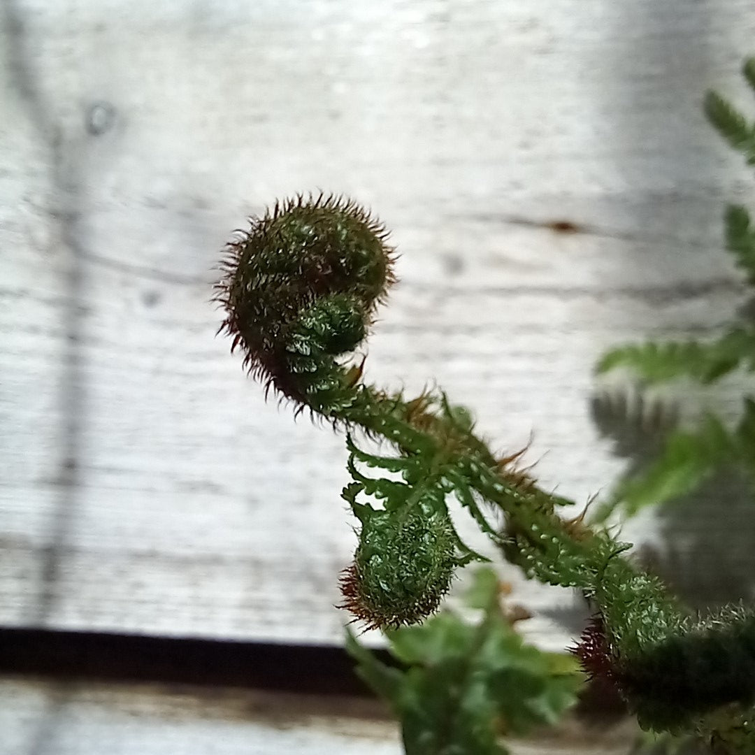 Cyathea medullaris, total 60+ cm, pot 16 cm