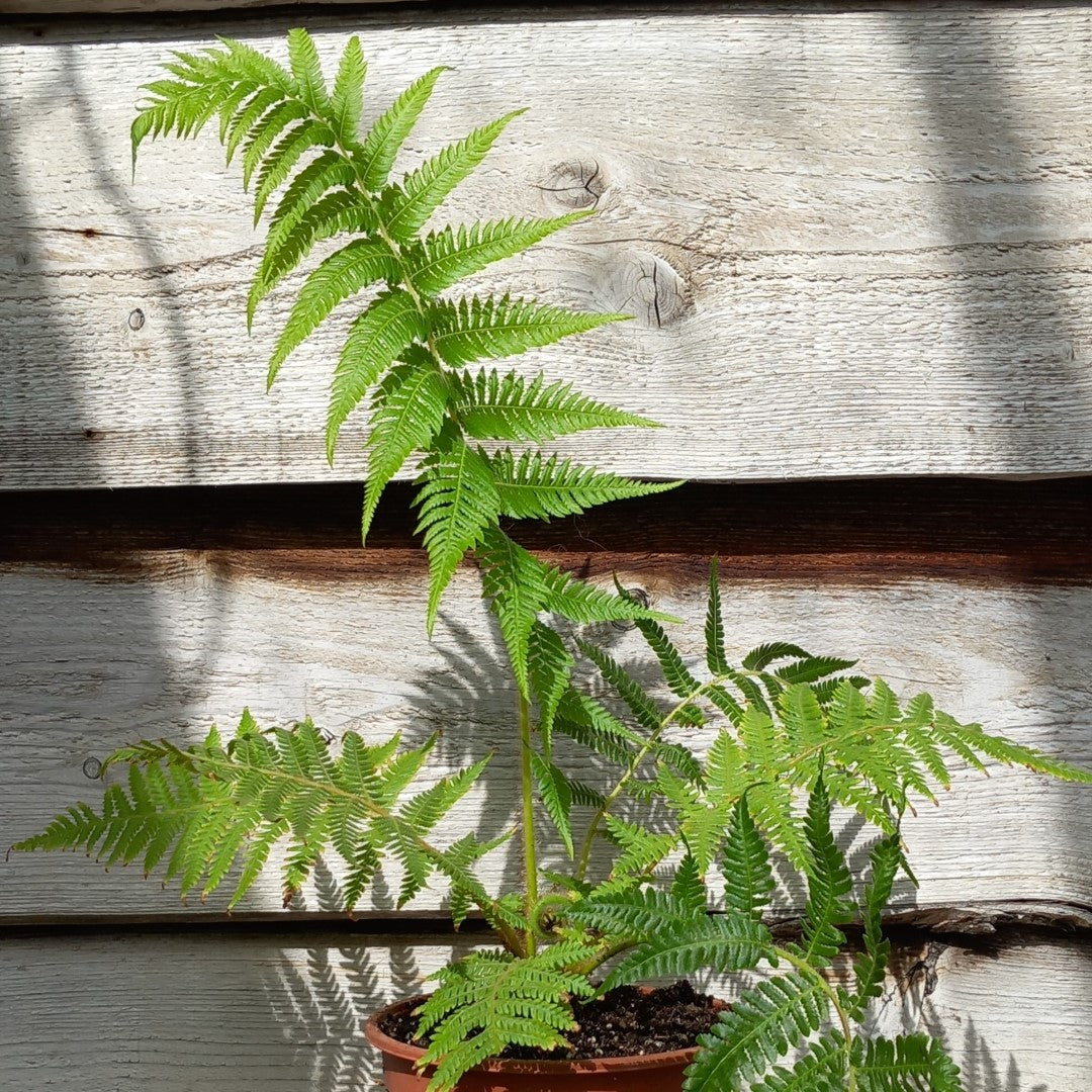 Cyathea milnei, total 60+ cm, pot 16 cm (No. 1)