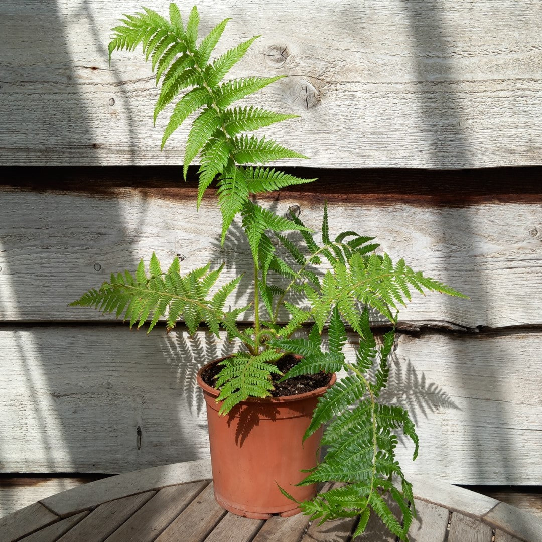 Cyathea milnei, total 60+ cm, pot 16 cm (No. 1)