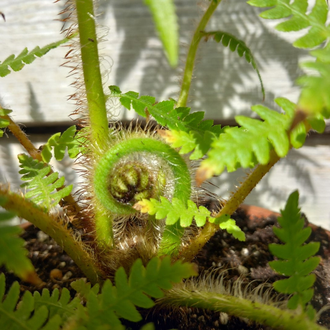 Cyathea milnei, total 60+ cm, pot 16 cm (No. 1)