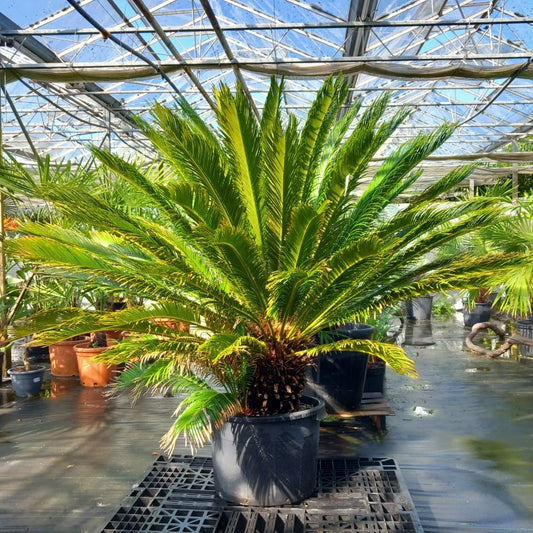 Cycas revoluta, stem/plant/total 45/125/160, pot dia. Ø 50 cm