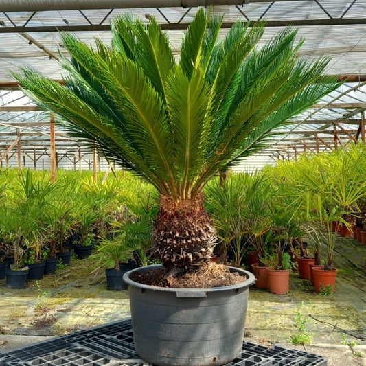 Cycas revoluta, stem/plant/total 40/120/150 cm, pot Ø 58 cm (No. 10)