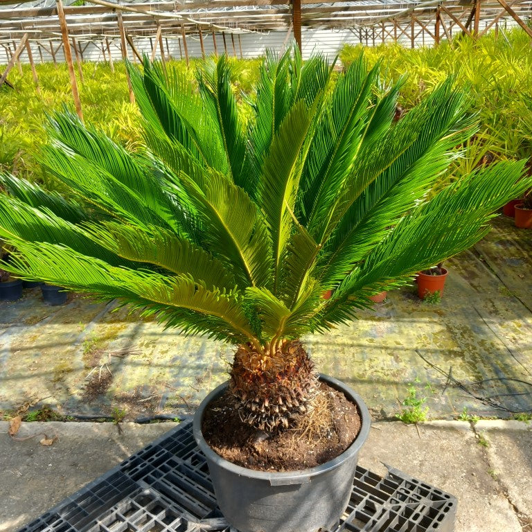 Cycas revoluta, stem/plant/total 40/120/150 cm, pot Ø 58 cm (No. 10)