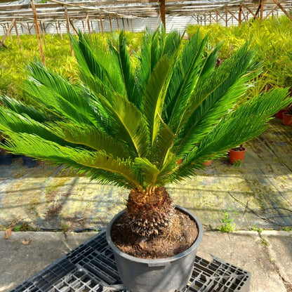 Cycas revoluta, stem/plant/total 40/120/150 cm, pot Ø 58 cm (No. 10)