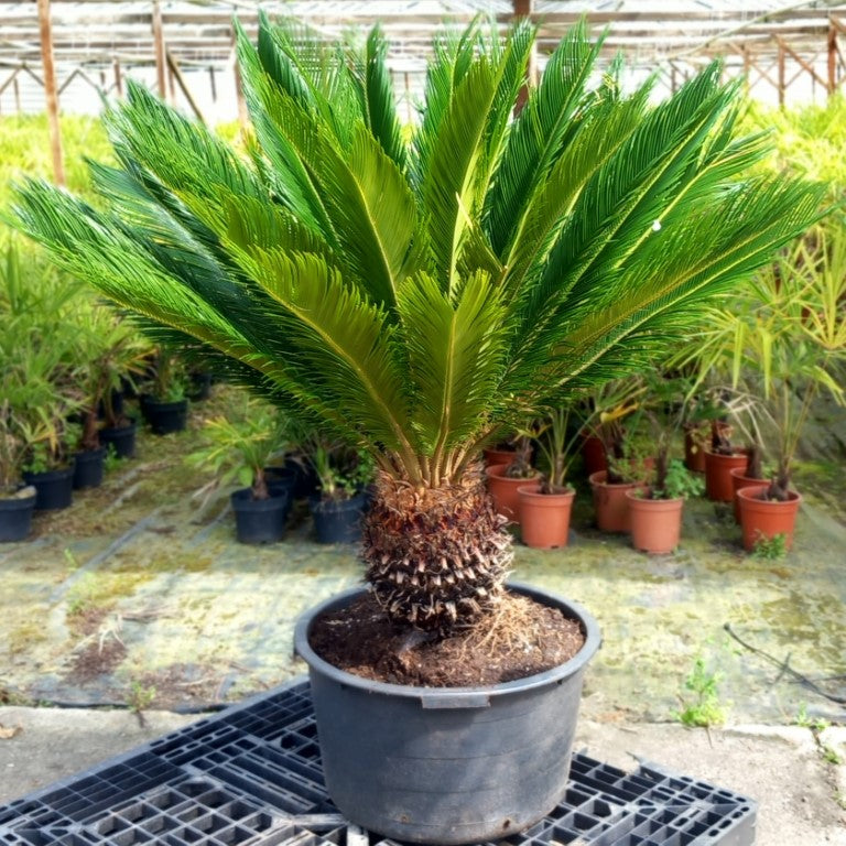 Cycas revoluta, stem/plant/total 40/120/150 cm, pot Ø 58 cm (No. 10)