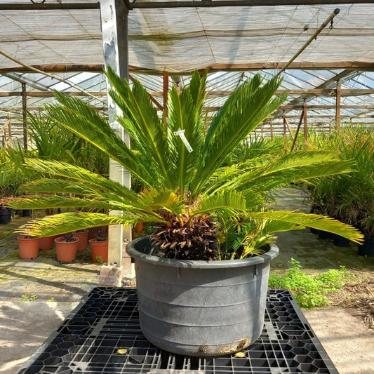 Cycas revoluta, 1 shoot, stem/plant/total 30/80/105 cm, pot Ø 62 cm (No. 11)