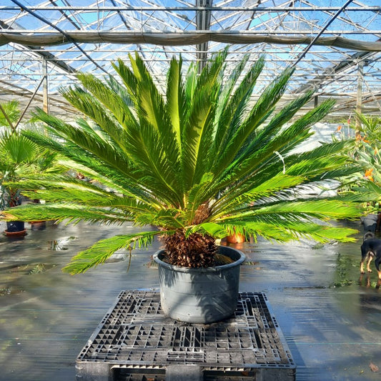 Cycas revoluta, stem/plant/total 55/135/165 cm, pot Ø 62 cm (No. 2)