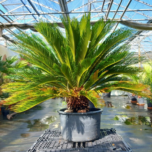 Cycas revoluta, stem/plant/total 40/120/150 cm, pot Ø 62 cm (No. 3)