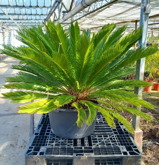 Cycas revoluta, stem/plant/total 25/100/140 cm, pot Ø 62 cm (No. 5)