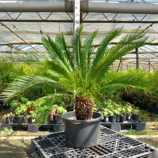 Cycas revoluta, stem/plant/total 40/120/145 cm, pot Ø 55 cm (No. 7)