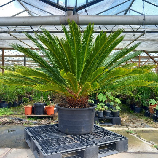 Cycas revoluta, stem/plant/total 40/120/150 cm, pot Ø 62 cm (No. 6)