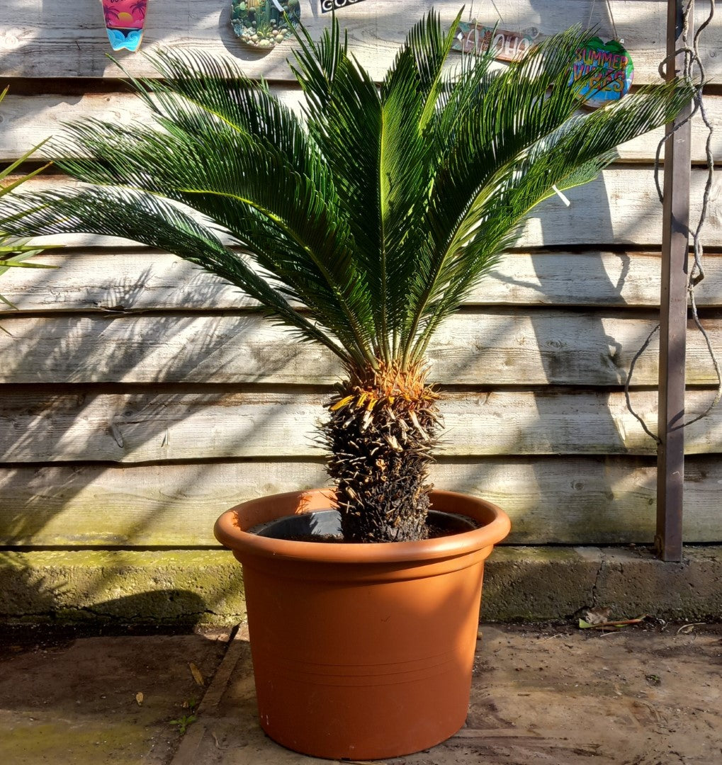Cycas revoluta, stem/plant/total 40/120/145 cm, pot Ø 55 cm (No. 7)