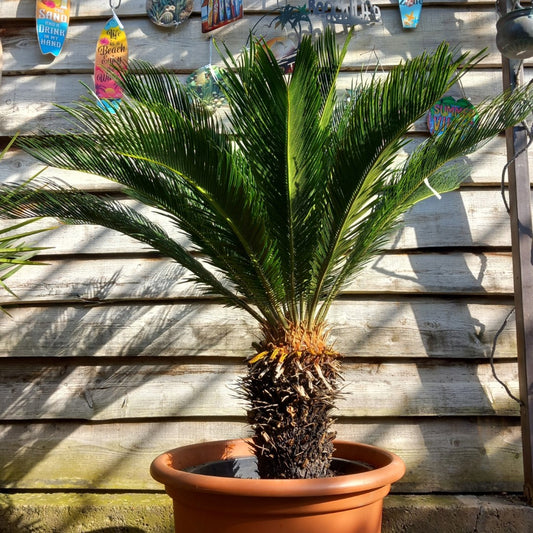 Cycas revoluta, stem/plant/total 40/120/145 cm, pot Ø 55 cm (No. 7)