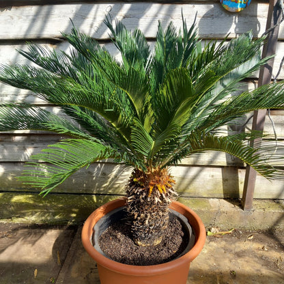 Cycas revoluta, stem/plant/total 40/120/145 cm, pot Ø 55 cm (No. 7)