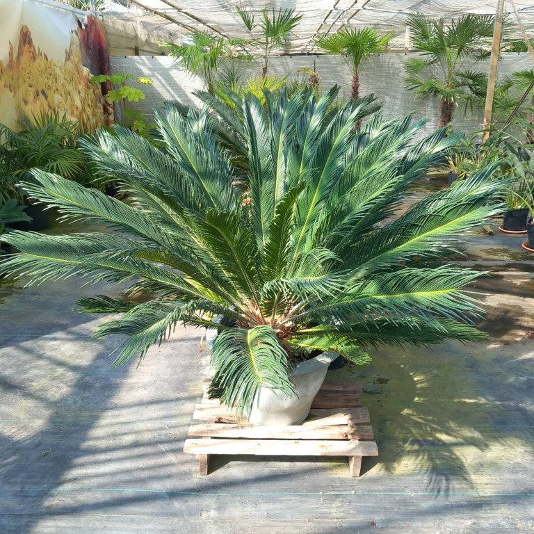 Cycas revoluta total 125 cm