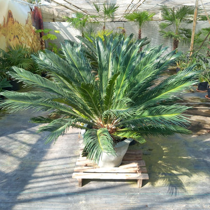 Cycas revoluta total 125 cm