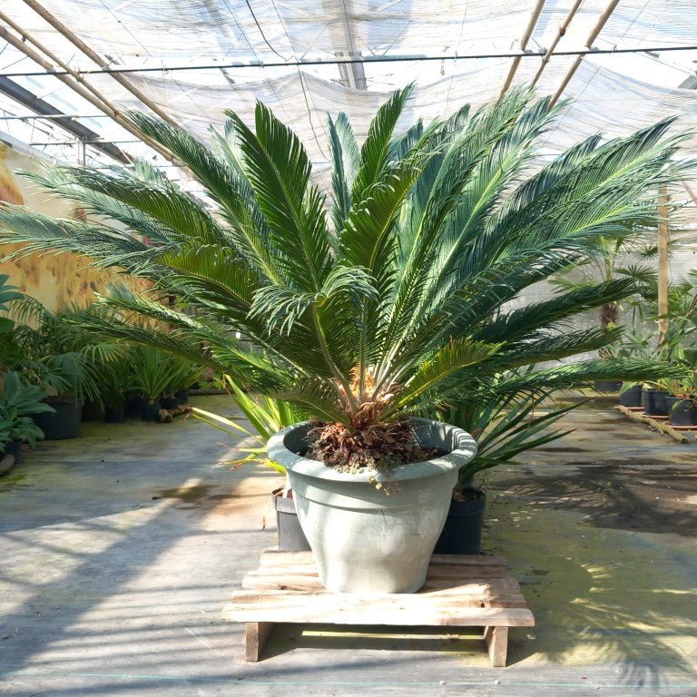 Cycas revoluta total 125 cm