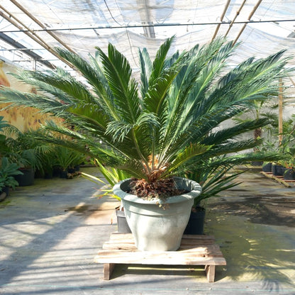 Cycas revoluta total 125 cm