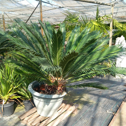 Cycas revoluta total 125 cm