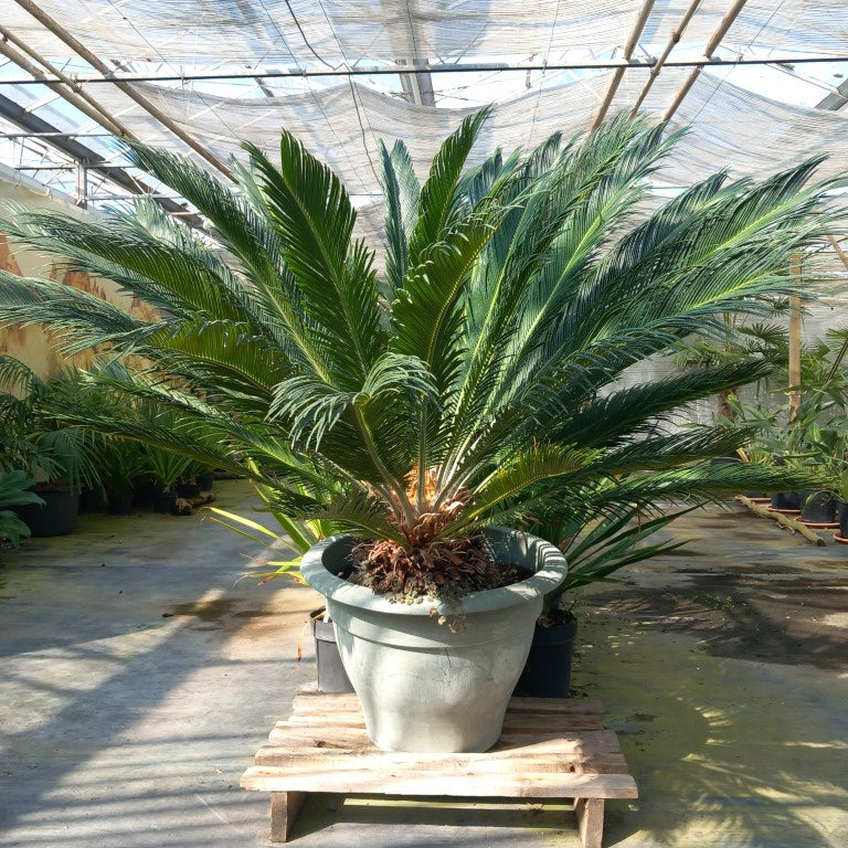 Cycas revoluta total 125 cm