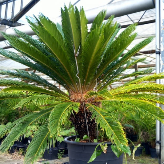 Cycas revoluta, stem/plant/total 60/135/165 cm, pot Ø 60 cm (No. 9)