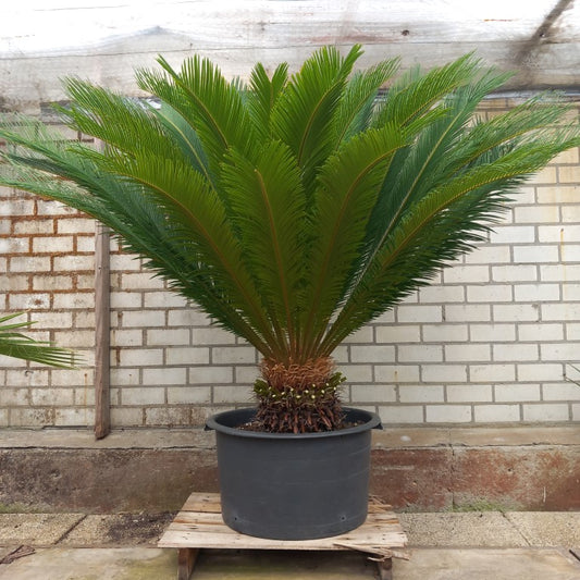 Cycas revoluta total 170 cm