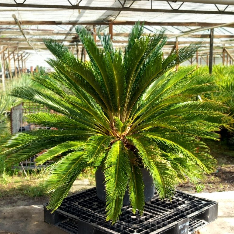 Cycas revoluta, 10+ shoots, stem/plant/total 50/130/170 cm, pot Ø 65 cm (No. 4)