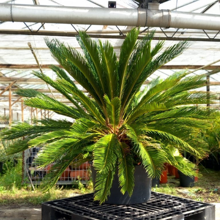 Cycas revoluta, 10+ shoots, stem/plant/total 50/130/170 cm, pot Ø 65 cm (No. 4)