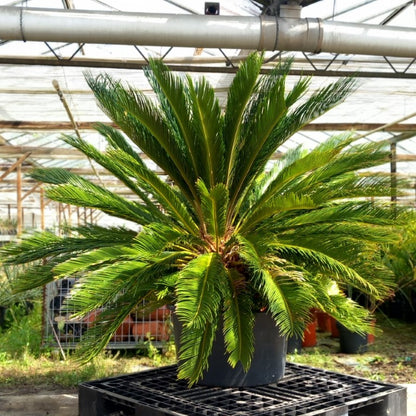 Cycas revoluta, 10+ shoots, stem/plant/total 50/130/170 cm, pot Ø 65 cm (No. 4)