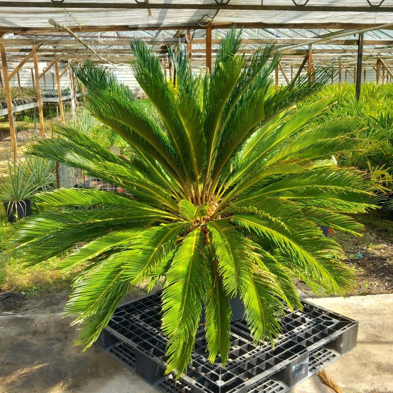 Cycas revoluta, 10+ shoots, stem/plant/total 50/130/170 cm, pot Ø 65 cm (No. 4)