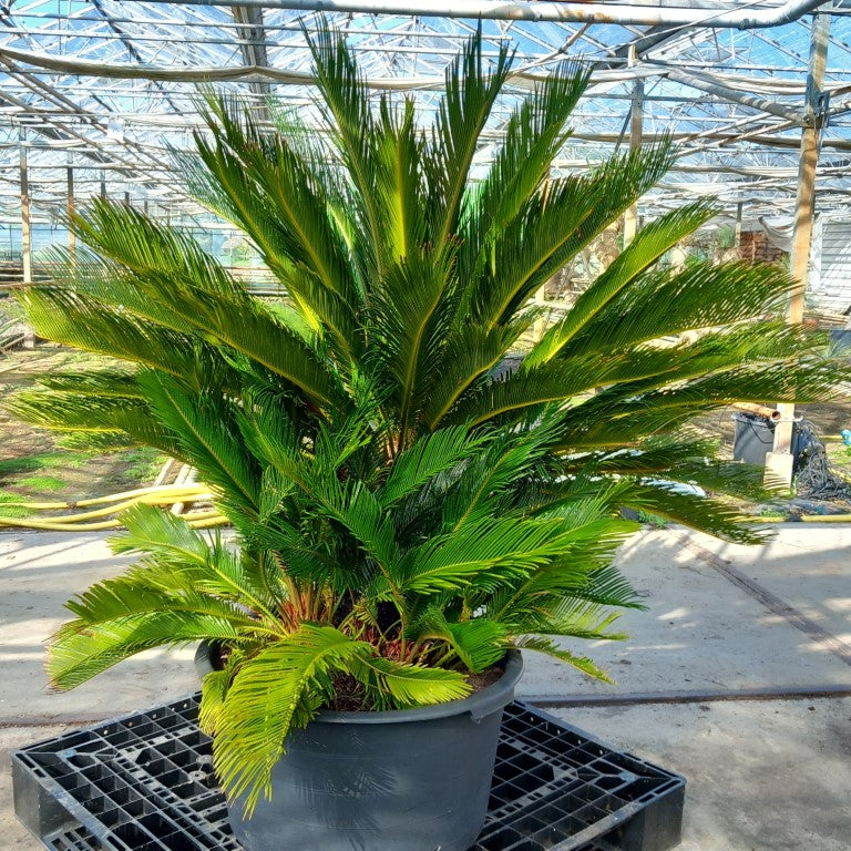 Cycas revoluta, 10+ shoots, stem/plant/total 50/130/170 cm, pot Ø 65 cm (No. 4)