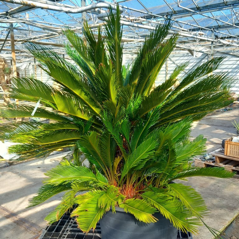 Cycas revoluta, 10+ shoots, stem/plant/total 50/130/170 cm, pot Ø 65 cm (No. 4)