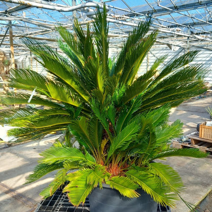 Cycas revoluta, 10+ shoots, stem/plant/total 50/130/170 cm, pot Ø 65 cm (No. 4)