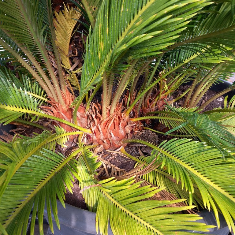 Cycas revoluta, 10+ shoots, stem/plant/total 50/130/170 cm, pot Ø 65 cm (No. 4)