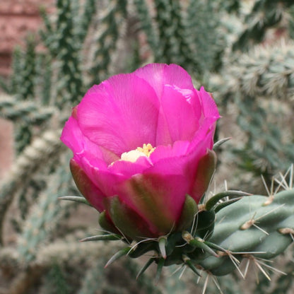 Cylindropuntia imbricata