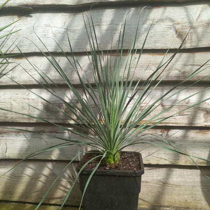 Dasylirion durangense, total 80 cm, 10 ltr. pot (No. 3)