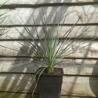 Dasylirion durangense, total 80 cm, 10 ltr. pot (No. 3)