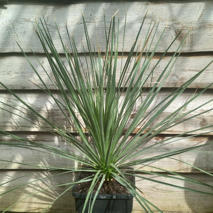 Dasylirion berlandieri , total 95 cm, 10 ltr. pot (No. 1)