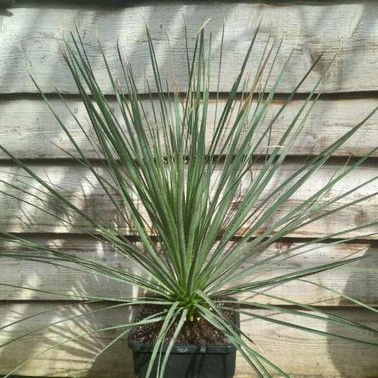 Dasylirion berlandieri , total 95 cm, 10 ltr. pot (No. 1)