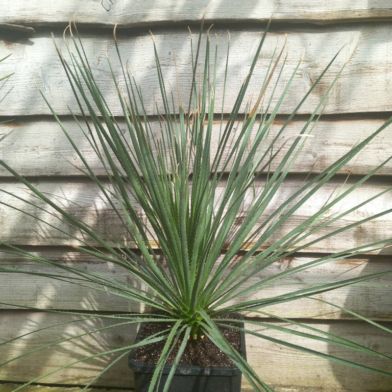 Dasylirion berlandieri , total 95 cm, 10 ltr. pot (No. 1)