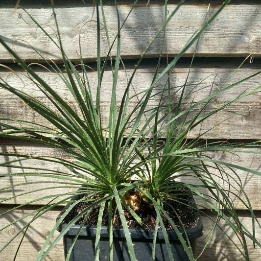 Dasylirion durangense double, total 80 cm, 10 ltr. pot