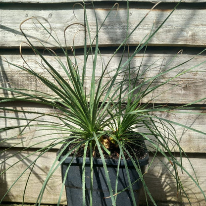 Dasylirion durangense double, total 80 cm, 10 ltr. pot