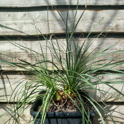 Dasylirion durangense double, total 80 cm, 10 ltr. pot
