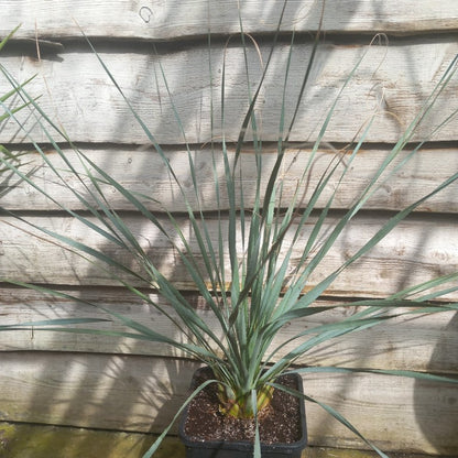 Dasylirion wheeleri, total 120 cm, 10 ltr. pot (No. 2)