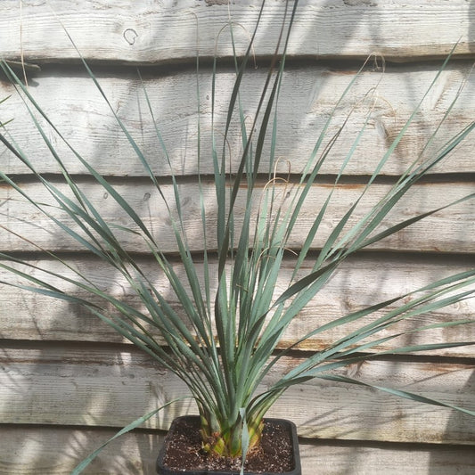 Dasylirion wheeleri, total 120 cm, 10 ltr. pot (No. 2)