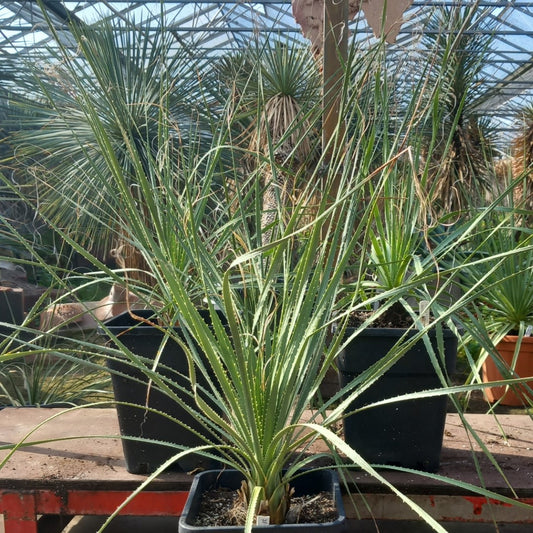 Dasylirion berlandieri , total 95-110 cm, 10 ltr. pot