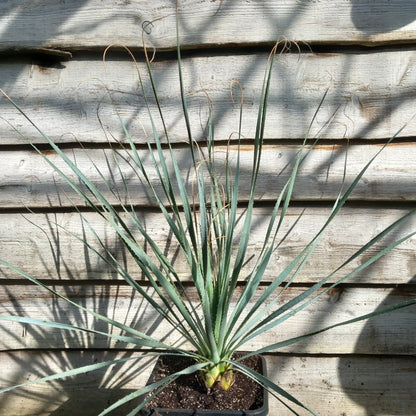 Dasylirion berlandieri , total 100 cm, 10 ltr. pot (No. 2)
